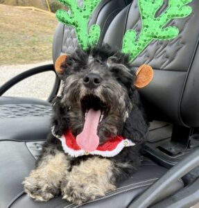 mini bernedoodle boy available for Christmas