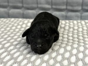 black mini goldendoodle available for adoption