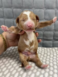 tuxedo mini goldendoodle available