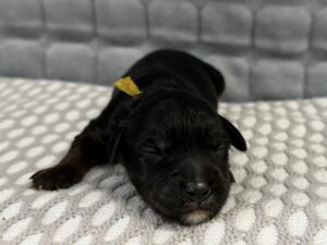 black phantom mini goldendoodle available for adoption