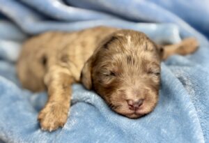 merle mini goldendoodle puppy for adoption in aL