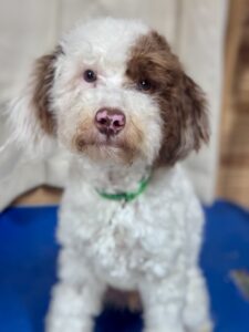 neutered older mini goldendoodle puppy available for adoption