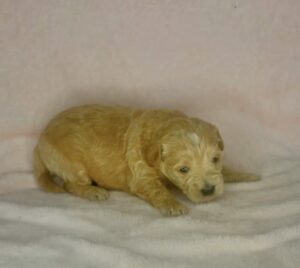 apricot mini goldendoodle famale puppy for adoption
