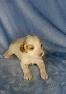 red and white parti mini goldendoodle ready at Christmas