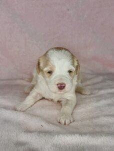 parti mini goldendoodle available for Christmas