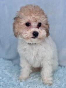 Cavapoo puppy available for christmas