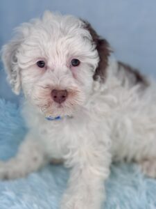 chocolate parti mini goldendoodle puppy available for adoption