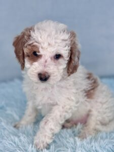 red and white mini goldendoodle boy for adoption