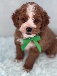 red tuxedo mini goldendoodle available for adoption