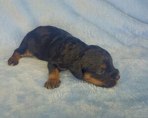 black phantom male puppy available for adoption