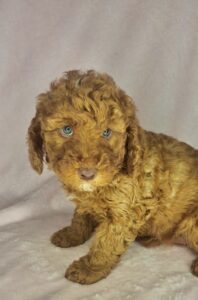 blue eyed mini goldendoodle female
