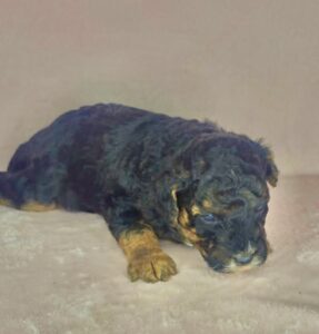 blach phantom with mahogany trim mini goldendoodle for adoption