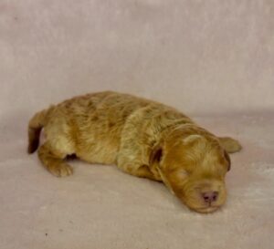 carmel mini goldendoodle female puppy for adoption in AL