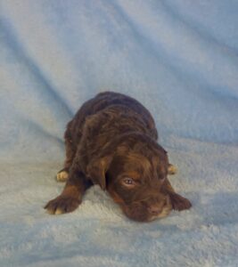 chocolate phantom mini goldendoodle for adoption