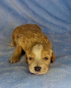 tuxedo carmel mini goldendoodle