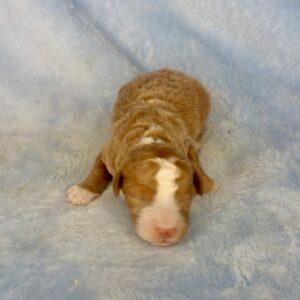red tuxedo mini goldendoodle male puppy