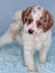 Bella mini goldendoodles of AL