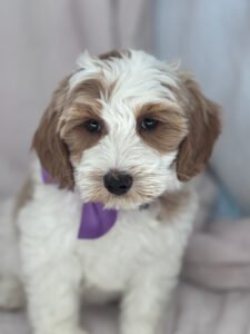 available mini goldendoodle female puppy