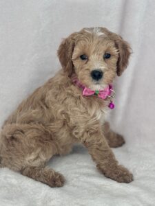 mini goldendoodle female puppy for adoption