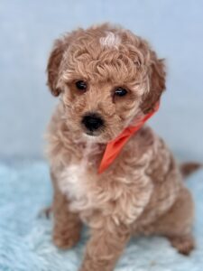 teddy bear micro mini goldendoodle