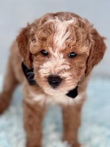 red tuxedo pattern mini goldendoodle male puppy for adoption
