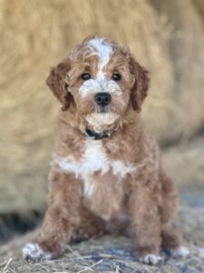 tuxedo pattern mini goldendoodle for adoption