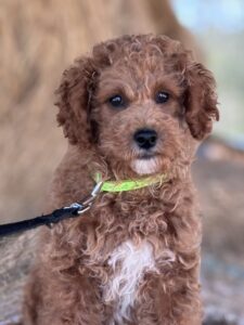 older micro-mini goldendoodle for adoption
