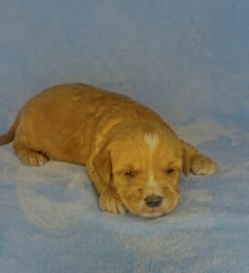 red and white mini goldendoodle male puppy for adoption