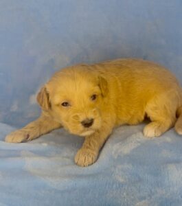 golden teddy bear mini goldendoodle puppy available to adopt