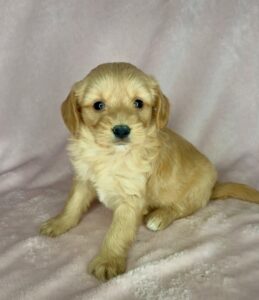 carmel colored mini goldendoode for adoption