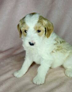 available mini goldendoodle female puppy