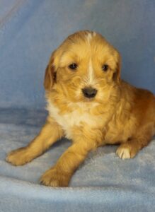 red mini goldendoodle for adoption with some white on him