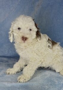 chocolate and white F1bb mini goldendoodle