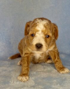 Red tuxedo mini goldendoodle male puppy