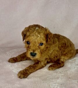 red curly male mini goldendoodle puppy for adoption in AL
