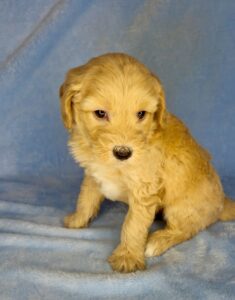 teddy bear color mini-golden doodle
