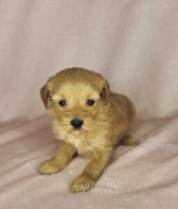 mini goldendoodle price? Message us