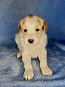parti mini goldendoodle male puppy