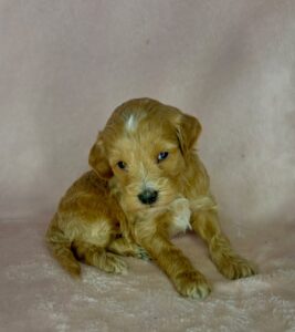 Bella mini goldendoodles