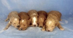f1b mini Goldendoodles for adoption in February