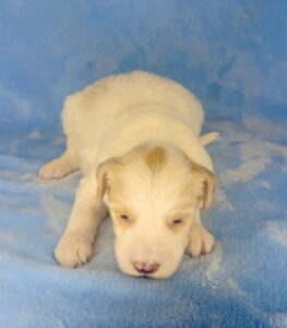 parti mini goldendoodle for adoption in Alabama