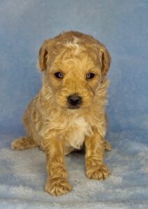 tan teddy bear mini goldendoodle male puppy for adoption