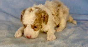 red and white micro-mini goldendoodle male puppy for adoption