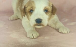 Bella Mini Goldendoodles of AL