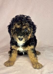tri-colored mini goldendoodle female puppy for adoption