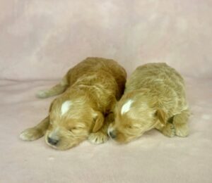 female f1b mini goldendoodles available for adoption