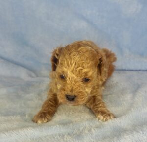 micro mini goldendoodle for adoption in Al