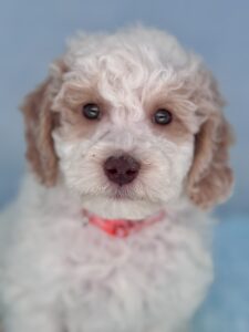 available now to adopt mini goldendoodle male puppy