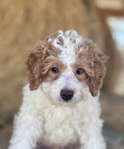 goldendoodle that matures at 15 pounds