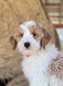 no curl mini goldendoodle puppy for adoption